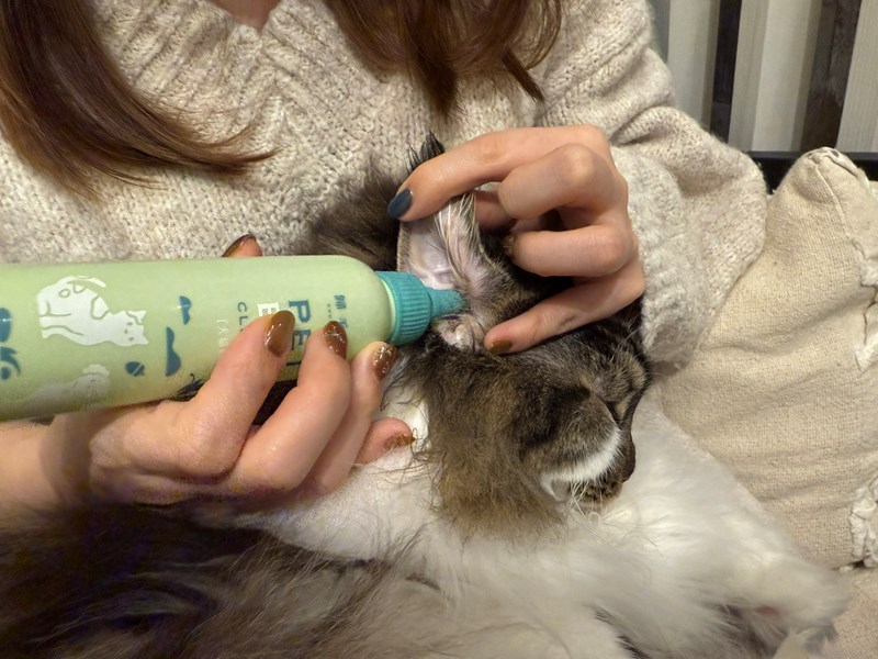 女人知己試用大隊,口碑行銷,部落客行銷,歸毛家族,歸毛家族萌耳液,歸毛家族萌耳靈,Goodmofamily歸毛家族 寵物萌耳保衛組,歸毛家族 萌耳保衛組,萌耳液,萌耳靈,精萃營養霜,耳道營養保護力,平衡耳道內油脂分泌,無抗生素,無類固醇,神經醯胺,歐盟有機認證成分,19種綜合胺基酸,榮獲SNQ國家認證,上萬毛爸媽見證,3週幫助耳道健康