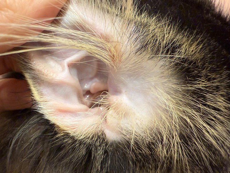 女人知己試用大隊,口碑行銷,部落客行銷,歸毛家族,歸毛家族萌耳液,歸毛家族萌耳靈,Goodmofamily歸毛家族 寵物萌耳保衛組,歸毛家族 萌耳保衛組,萌耳液,萌耳靈,精萃營養霜,耳道營養保護力,平衡耳道內油脂分泌,無抗生素,無類固醇,神經醯胺,歐盟有機認證成分,19種綜合胺基酸,榮獲SNQ國家認證,上萬毛爸媽見證,3週幫助耳道健康