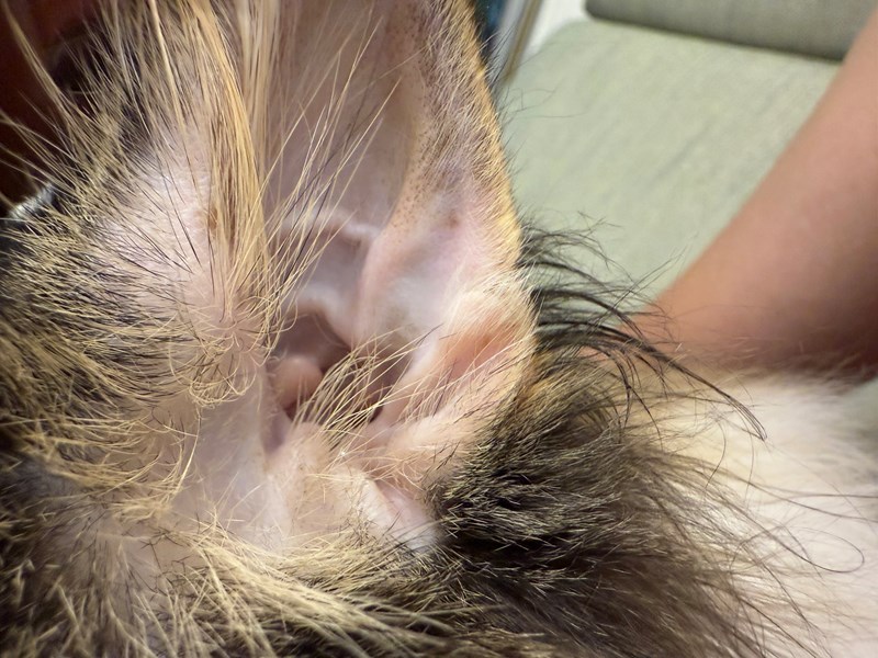 女人知己試用大隊,口碑行銷,部落客行銷,歸毛家族,歸毛家族萌耳液,歸毛家族萌耳靈,Goodmofamily歸毛家族 寵物萌耳保衛組,歸毛家族 萌耳保衛組,萌耳液,萌耳靈,精萃營養霜,耳道營養保護力,平衡耳道內油脂分泌,無抗生素,無類固醇,神經醯胺,歐盟有機認證成分,19種綜合胺基酸,榮獲SNQ國家認證,上萬毛爸媽見證,3週幫助耳道健康