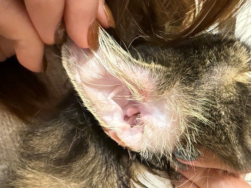 女人知己試用大隊,口碑行銷,部落客行銷,歸毛家族,歸毛家族萌耳液,歸毛家族萌耳靈,Goodmofamily歸毛家族 寵物萌耳保衛組,歸毛家族 萌耳保衛組,萌耳液,萌耳靈,精萃營養霜,耳道營養保護力,平衡耳道內油脂分泌,無抗生素,無類固醇,神經醯胺,歐盟有機認證成分,19種綜合胺基酸,榮獲SNQ國家認證,上萬毛爸媽見證,3週幫助耳道健康