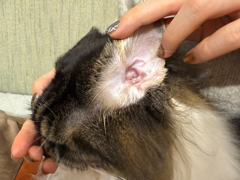 女人知己試用大隊,口碑行銷,部落客行銷,歸毛家族,歸毛家族萌耳液,歸毛家族萌耳靈,Goodmofamily歸毛家族 寵物萌耳保衛組,歸毛家族 萌耳保衛組,萌耳液,萌耳靈,精萃營養霜,耳道營養保護力,平衡耳道內油脂分泌,無抗生素,無類固醇,神經醯胺,歐盟有機認證成分,19種綜合胺基酸,榮獲SNQ國家認證,上萬毛爸媽見證,3週幫助耳道健康