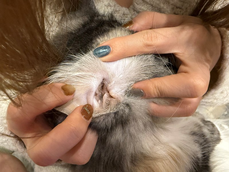 女人知己試用大隊,口碑行銷,部落客行銷,歸毛家族,歸毛家族萌耳液,歸毛家族萌耳靈,Goodmofamily歸毛家族 寵物萌耳保衛組,歸毛家族 萌耳保衛組,萌耳液,萌耳靈,精萃營養霜,耳道營養保護力,平衡耳道內油脂分泌,無抗生素,無類固醇,神經醯胺,歐盟有機認證成分,19種綜合胺基酸,榮獲SNQ國家認證,上萬毛爸媽見證,3週幫助耳道健康