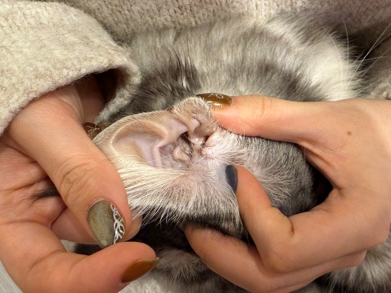 女人知己試用大隊,口碑行銷,部落客行銷,歸毛家族,歸毛家族萌耳液,歸毛家族萌耳靈,Goodmofamily歸毛家族 寵物萌耳保衛組,歸毛家族 萌耳保衛組,萌耳液,萌耳靈,精萃營養霜,耳道營養保護力,平衡耳道內油脂分泌,無抗生素,無類固醇,神經醯胺,歐盟有機認證成分,19種綜合胺基酸,榮獲SNQ國家認證,上萬毛爸媽見證,3週幫助耳道健康