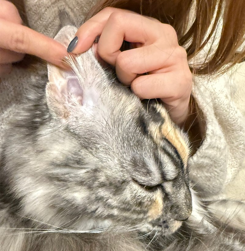 女人知己試用大隊,口碑行銷,部落客行銷,歸毛家族,歸毛家族萌耳液,歸毛家族萌耳靈,Goodmofamily歸毛家族 寵物萌耳保衛組,歸毛家族 萌耳保衛組,萌耳液,萌耳靈,精萃營養霜,耳道營養保護力,平衡耳道內油脂分泌,無抗生素,無類固醇,神經醯胺,歐盟有機認證成分,19種綜合胺基酸,榮獲SNQ國家認證,上萬毛爸媽見證,3週幫助耳道健康