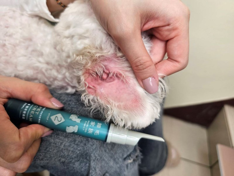 女人知己試用大隊,口碑行銷,部落客行銷,歸毛家族,歸毛家族萌耳液,歸毛家族萌耳靈,Goodmofamily歸毛家族 寵物萌耳保衛組,歸毛家族 萌耳保衛組,萌耳液,萌耳靈,精萃營養霜,耳道營養保護力,平衡耳道內油脂分泌,無抗生素,無類固醇,神經醯胺,歐盟有機認證成分,19種綜合胺基酸,榮獲SNQ國家認證,上萬毛爸媽見證,3週幫助耳道健康