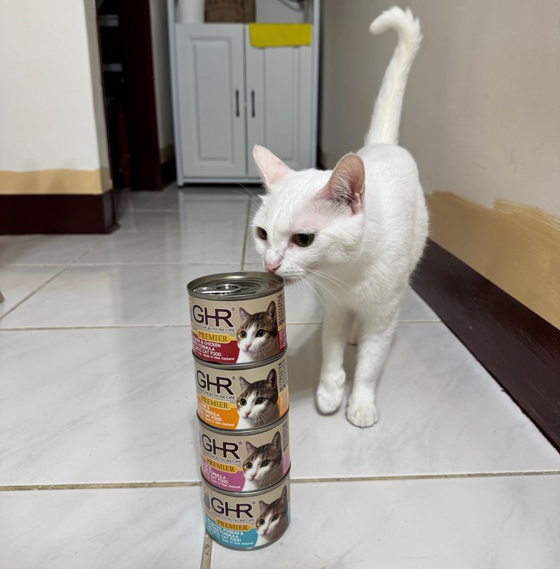 女人知己試用大隊,口碑行銷,部落客行銷,來自純淨自然無汙染的紐西蘭,自然主食罐,GHR 健康主義,GHR,貓用主食罐,貓罐,GHR貓用無穀主食罐,雞肉蔓越莓配方,鹿肉雞肉配方,牛羊加雞配方,刷尾負鼠肉雞肉配方,評價,口碑,適口性佳,心得,紐西蘭GHR,罐頭,貓咪,牛磺酸,軟骨素,維生素關節保健