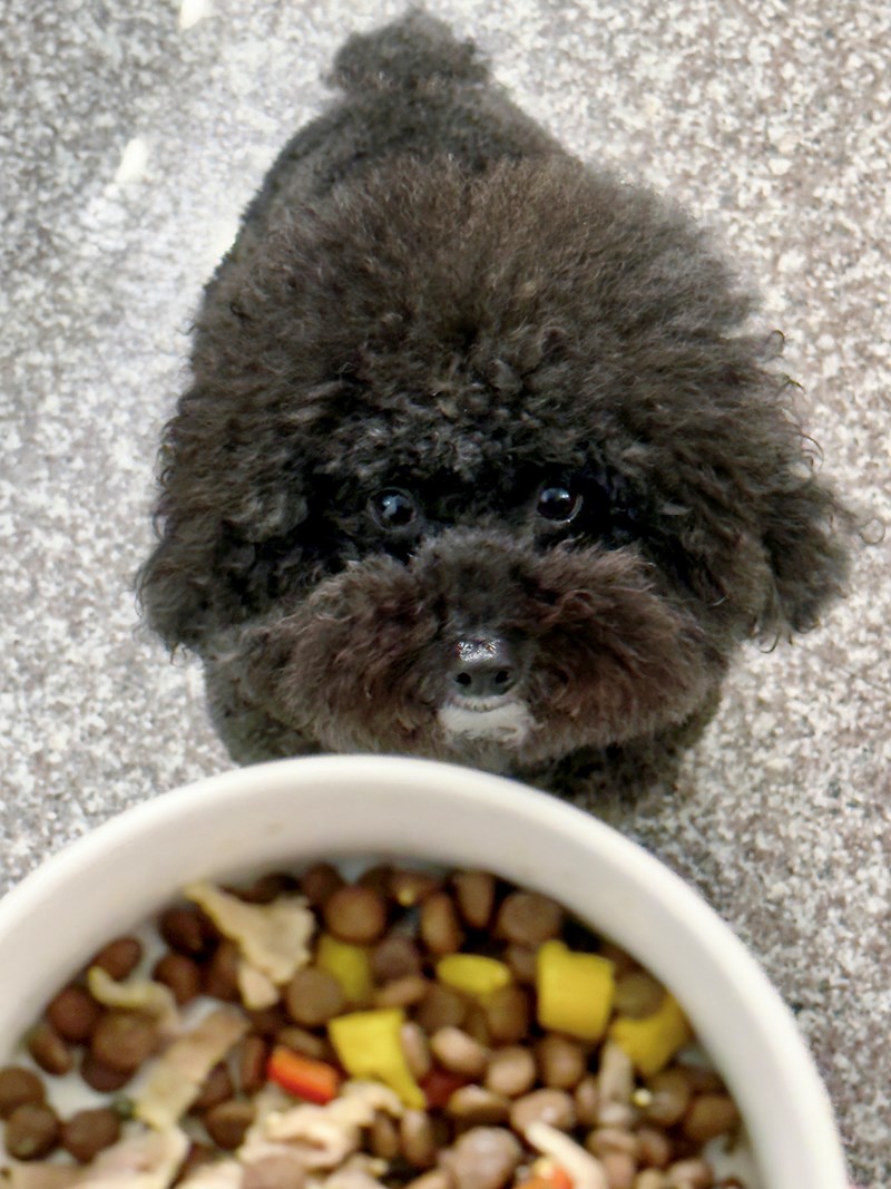 女人知己試用大隊,口碑行銷,部落客行銷,Goodmofamily歸毛家族 Good寶系列寵物保健品,歸毛家族Good寶系列寵物保健品,美膚寶,免疫寶,專利雙效益菌累積達140項認證,法國初乳蛋白,美國專利魚油粉,針對五臟六腑全面打底,維持免疫力,維持抵抗力,專利水溶蝦紅素,抗氧化之王,無毒養殖去殼鱉蛋粉,富含卵磷脂,好吸收的小分子劑型,堅持完整複方,多項國際專利認證,專業營養師團隊