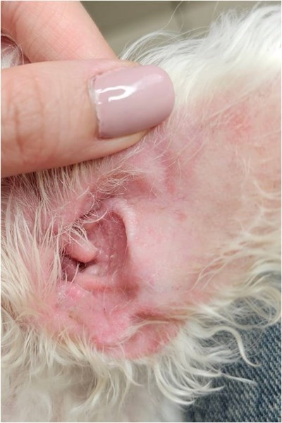 女人知己試用大隊,口碑行銷,部落客行銷,歸毛家族,歸毛家族萌耳液,歸毛家族萌耳靈,Goodmofamily歸毛家族 寵物萌耳保衛組,歸毛家族 萌耳保衛組,萌耳液,萌耳靈,精萃營養霜,耳道營養保護力,平衡耳道內油脂分泌,無抗生素,無類固醇,神經醯胺,歐盟有機認證成分,19種綜合胺基酸,榮獲SNQ國家認證,上萬毛爸媽見證,3週幫助耳道健康