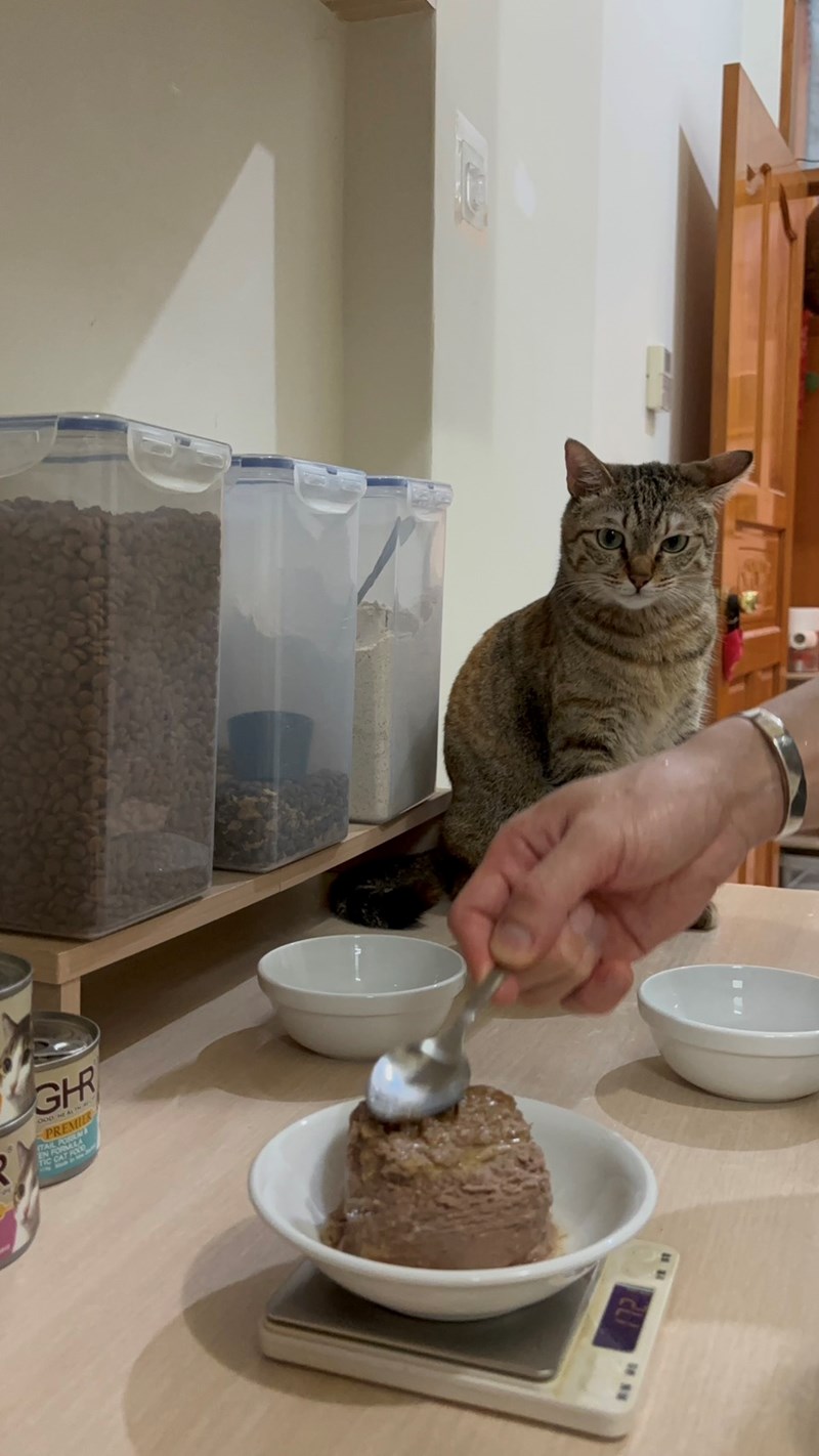 女人知己試用大隊,口碑行銷,部落客行銷,來自純淨自然無汙染的紐西蘭,自然主食罐,GHR 健康主義,GHR,貓用主食罐,貓罐,GHR貓用無穀主食罐,雞肉蔓越莓配方,鹿肉雞肉配方,牛羊加雞配方,刷尾負鼠肉雞肉配方,評價,口碑,適口性佳,心得,紐西蘭GHR,罐頭,貓咪,牛磺酸,軟骨素,維生素關節保健