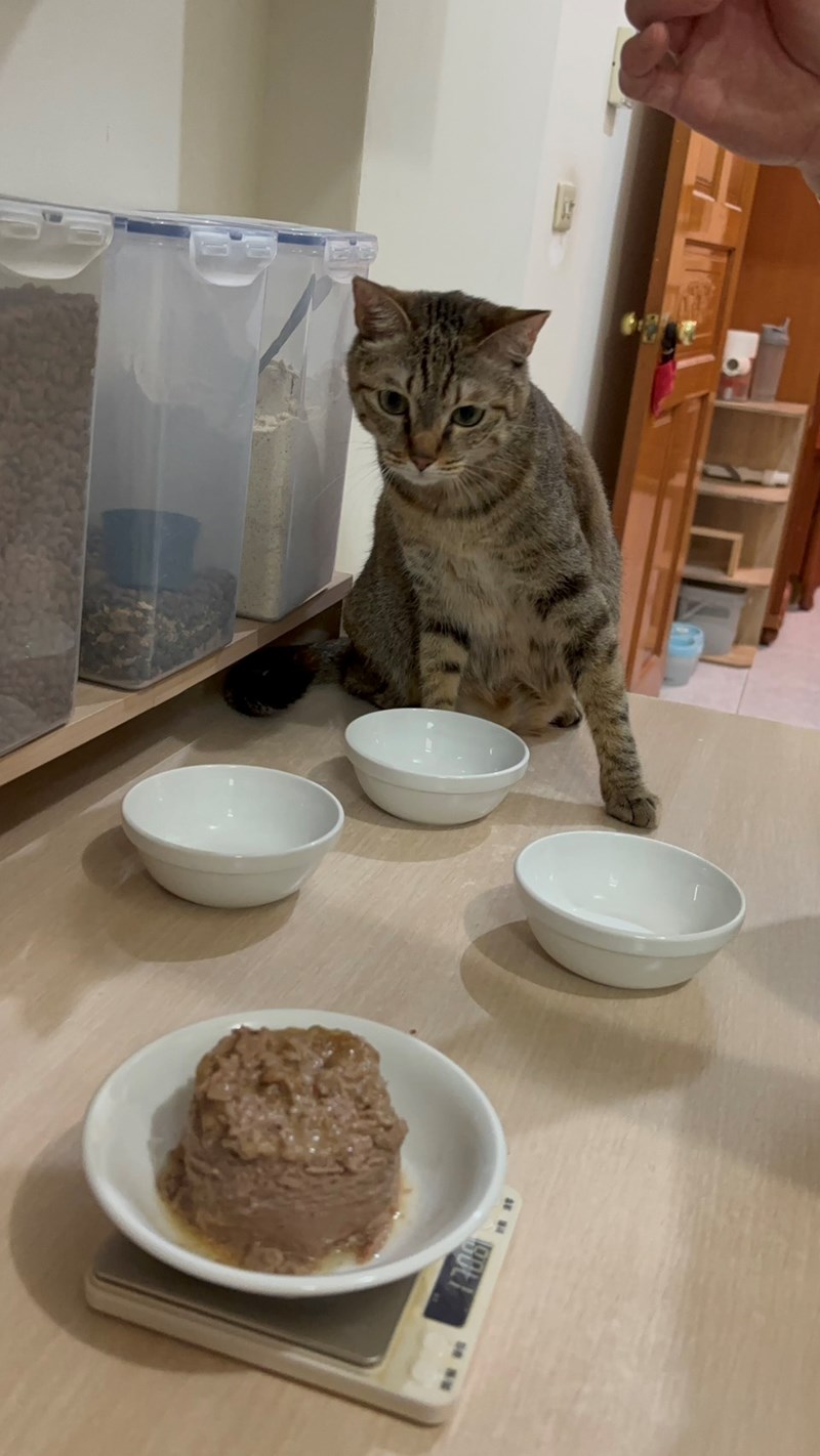 女人知己試用大隊,口碑行銷,部落客行銷,來自純淨自然無汙染的紐西蘭,自然主食罐,GHR 健康主義,GHR,貓用主食罐,貓罐,GHR貓用無穀主食罐,雞肉蔓越莓配方,鹿肉雞肉配方,牛羊加雞配方,刷尾負鼠肉雞肉配方,評價,口碑,適口性佳,心得,紐西蘭GHR,罐頭,貓咪,牛磺酸,軟骨素,維生素關節保健