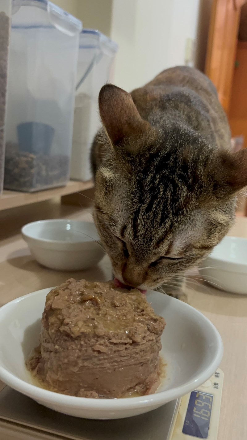 女人知己試用大隊,口碑行銷,部落客行銷,來自純淨自然無汙染的紐西蘭,自然主食罐,GHR 健康主義,GHR,貓用主食罐,貓罐,GHR貓用無穀主食罐,雞肉蔓越莓配方,鹿肉雞肉配方,牛羊加雞配方,刷尾負鼠肉雞肉配方,評價,口碑,適口性佳,心得,紐西蘭GHR,罐頭,貓咪,牛磺酸,軟骨素,維生素關節保健