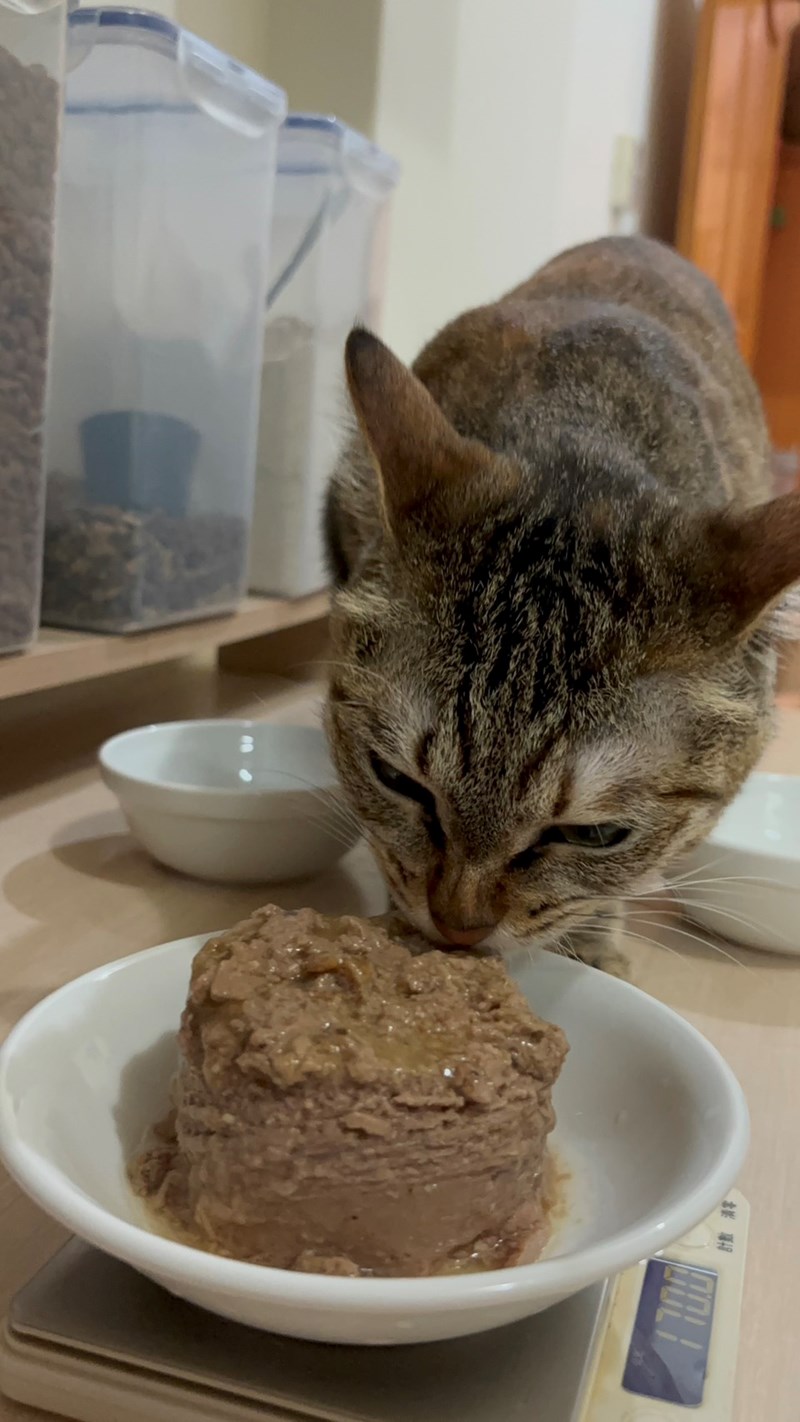 女人知己試用大隊,口碑行銷,部落客行銷,來自純淨自然無汙染的紐西蘭,自然主食罐,GHR 健康主義,GHR,貓用主食罐,貓罐,GHR貓用無穀主食罐,雞肉蔓越莓配方,鹿肉雞肉配方,牛羊加雞配方,刷尾負鼠肉雞肉配方,評價,口碑,適口性佳,心得,紐西蘭GHR,罐頭,貓咪,牛磺酸,軟骨素,維生素關節保健