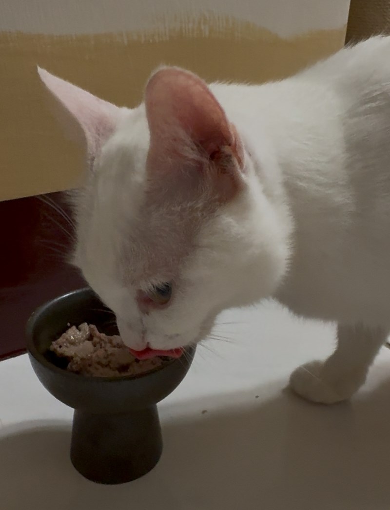 女人知己試用大隊,口碑行銷,部落客行銷,來自純淨自然無汙染的紐西蘭,自然主食罐,GHR 健康主義,GHR,貓用主食罐,貓罐,GHR貓用無穀主食罐,雞肉蔓越莓配方,鹿肉雞肉配方,牛羊加雞配方,刷尾負鼠肉雞肉配方,評價,口碑,適口性佳,心得,紐西蘭GHR,罐頭,貓咪,牛磺酸,軟骨素,維生素關節保健