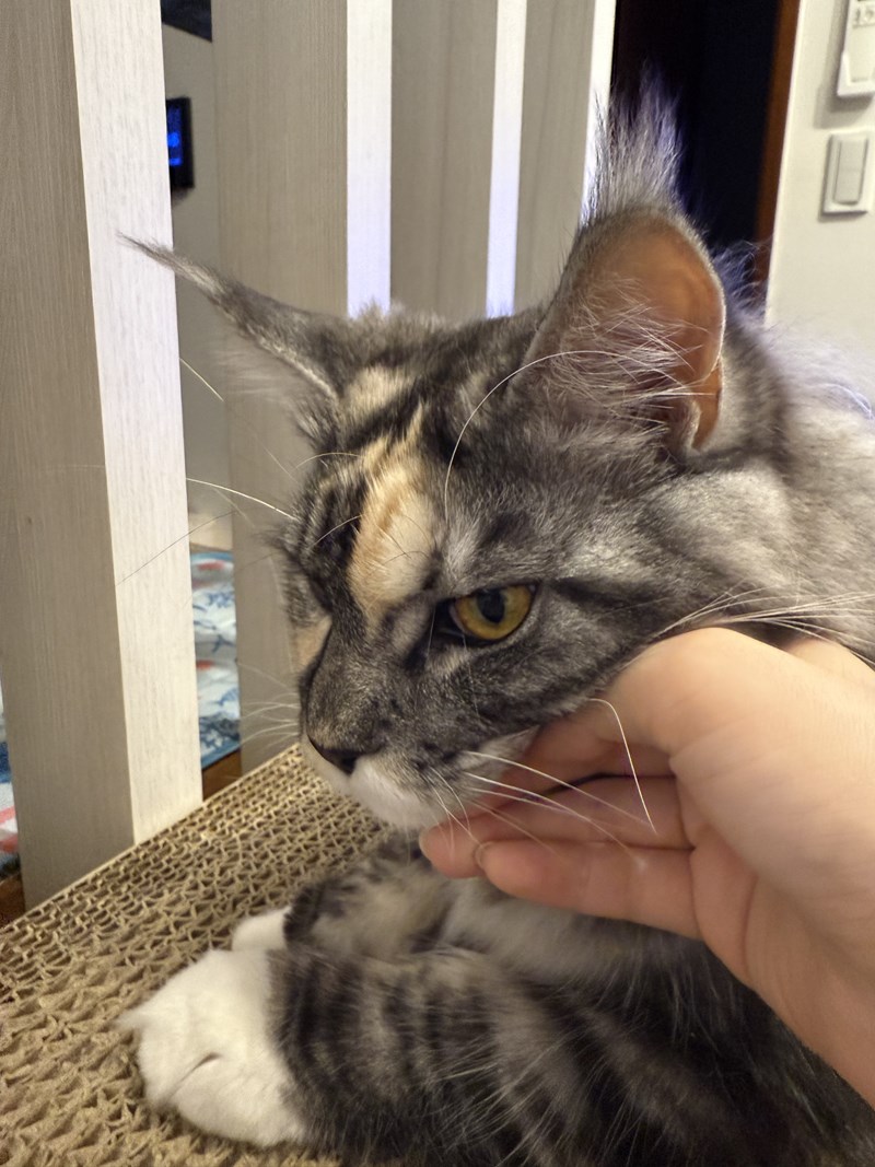 女人知己試用大隊,口碑行銷,部落客行銷,歸毛家族 Good寶寵物保健品,護心寶,視力寶,好吸收的小分子劑型,專業營養師團隊,堅持完整複方,多項國際專利認證,巴西綠蜂膠,游離型葉黃素,保持眼睛明亮,保護視力,專利蚓激酶,輔酵素Q10,幫助血液循環,心血管保健