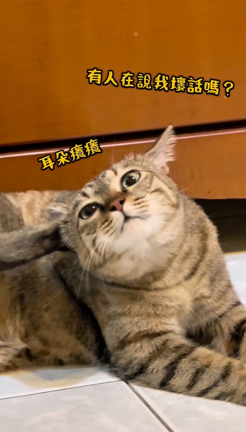 女人知己試用大隊,口碑行銷,部落客行銷,歸毛家族,歸毛家族萌耳液,歸毛家族萌耳靈,Goodmofamily歸毛家族 寵物萌耳保衛組,歸毛家族 萌耳保衛組,萌耳液,萌耳靈,精萃營養霜,耳道營養保護力,平衡耳道內油脂分泌,無抗生素,無類固醇,神經醯胺,歐盟有機認證成分,19種綜合胺基酸,榮獲SNQ國家認證,上萬毛爸媽見證,3週幫助耳道健康