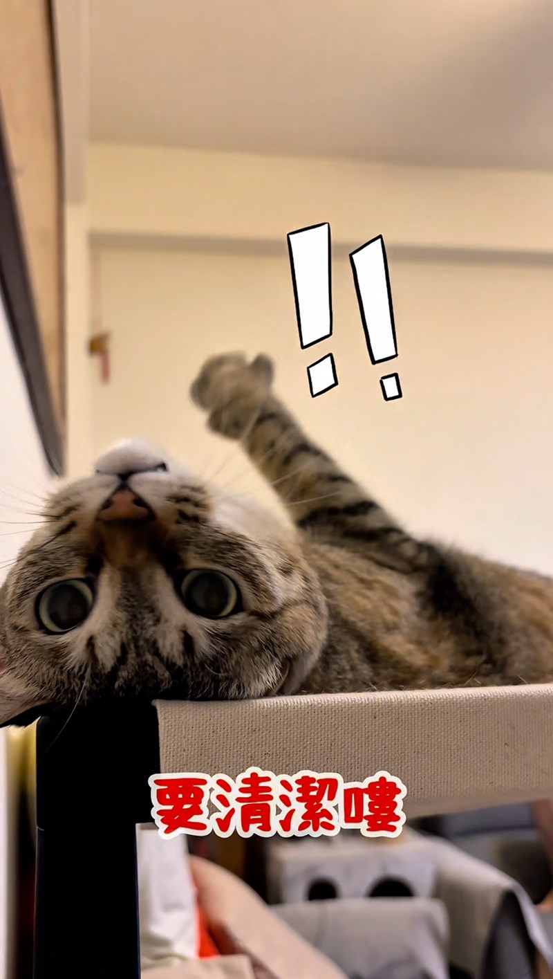 女人知己試用大隊,口碑行銷,部落客行銷,歸毛家族,歸毛家族萌耳液,歸毛家族萌耳靈,Goodmofamily歸毛家族 寵物萌耳保衛組,歸毛家族 萌耳保衛組,萌耳液,萌耳靈,精萃營養霜,耳道營養保護力,平衡耳道內油脂分泌,無抗生素,無類固醇,神經醯胺,歐盟有機認證成分,19種綜合胺基酸,榮獲SNQ國家認證,上萬毛爸媽見證,3週幫助耳道健康