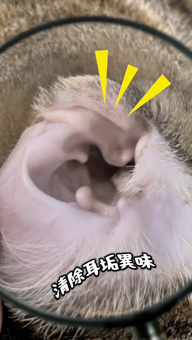 女人知己試用大隊,口碑行銷,部落客行銷,歸毛家族,歸毛家族萌耳液,歸毛家族萌耳靈,Goodmofamily歸毛家族 寵物萌耳保衛組,歸毛家族 萌耳保衛組,萌耳液,萌耳靈,精萃營養霜,耳道營養保護力,平衡耳道內油脂分泌,無抗生素,無類固醇,神經醯胺,歐盟有機認證成分,19種綜合胺基酸,榮獲SNQ國家認證,上萬毛爸媽見證,3週幫助耳道健康