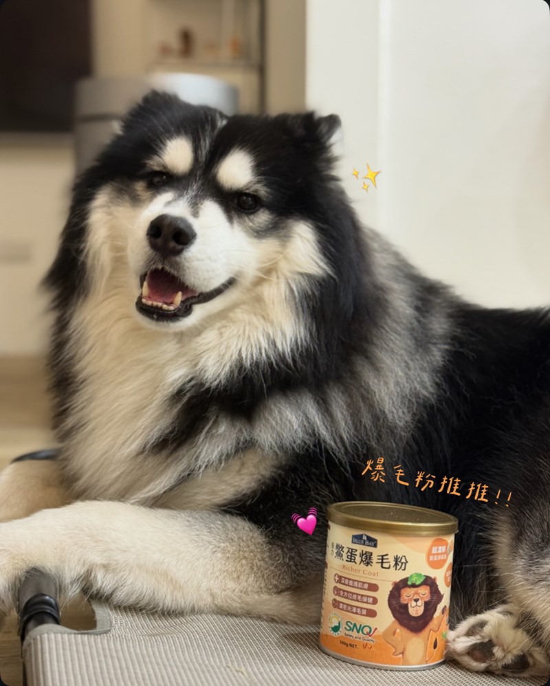 女人知己試用大隊,口碑行銷,部落客行銷,bluebay倍力鱉蛋爆毛養膚粉,倍力鱉蛋粉,鱉蛋粉推薦,養毛粉,換季掉毛,爆毛滑順,皮毛搔癢,鱉蛋粉皮膚,老狗鱉蛋粉,貓咪鱉蛋粉,搔抓,貓皮膚病/貓癬,皮膚保健,皮毛保健