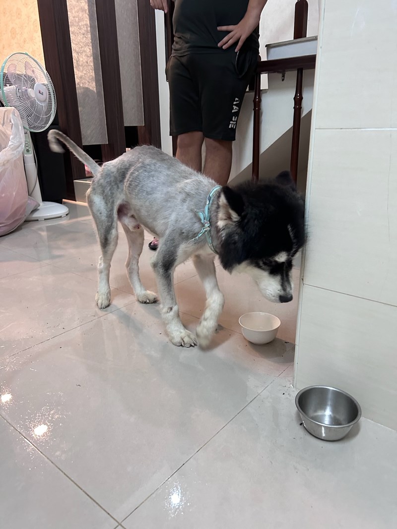 女人知己試用大隊,口碑行銷,部落客行銷,bluebay倍力鱉蛋爆毛養膚粉,倍力鱉蛋粉,鱉蛋粉推薦,養毛粉,換季掉毛,爆毛滑順,皮毛搔癢,鱉蛋粉皮膚,老狗鱉蛋粉,貓咪鱉蛋粉,搔抓,貓皮膚病/貓癬,皮膚保健,皮毛保健