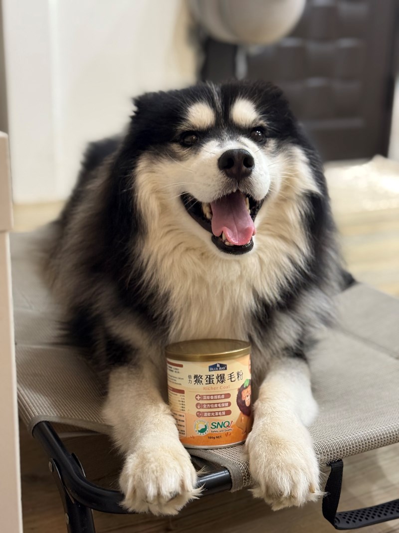 女人知己試用大隊,口碑行銷,部落客行銷,bluebay倍力鱉蛋爆毛養膚粉,倍力鱉蛋粉,鱉蛋粉推薦,養毛粉,換季掉毛,爆毛滑順,皮毛搔癢,鱉蛋粉皮膚,老狗鱉蛋粉,貓咪鱉蛋粉,搔抓,貓皮膚病/貓癬,皮膚保健,皮毛保健