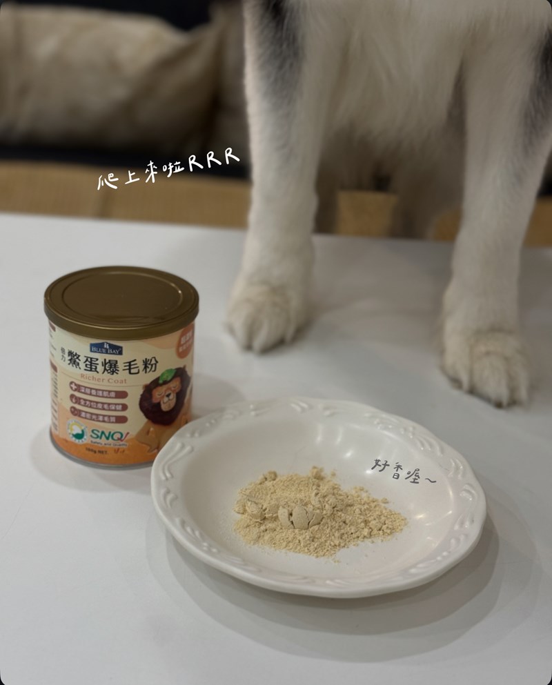 女人知己試用大隊,口碑行銷,部落客行銷,bluebay倍力鱉蛋爆毛養膚粉,倍力鱉蛋粉,鱉蛋粉推薦,養毛粉,換季掉毛,爆毛滑順,皮毛搔癢,鱉蛋粉皮膚,老狗鱉蛋粉,貓咪鱉蛋粉,搔抓,貓皮膚病/貓癬,皮膚保健,皮毛保健