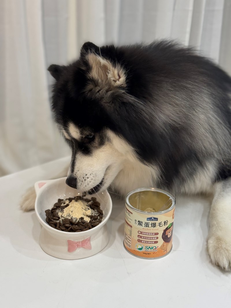 女人知己試用大隊,口碑行銷,部落客行銷,bluebay倍力鱉蛋爆毛養膚粉,倍力鱉蛋粉,鱉蛋粉推薦,養毛粉,換季掉毛,爆毛滑順,皮毛搔癢,鱉蛋粉皮膚,老狗鱉蛋粉,貓咪鱉蛋粉,搔抓,貓皮膚病/貓癬,皮膚保健,皮毛保健