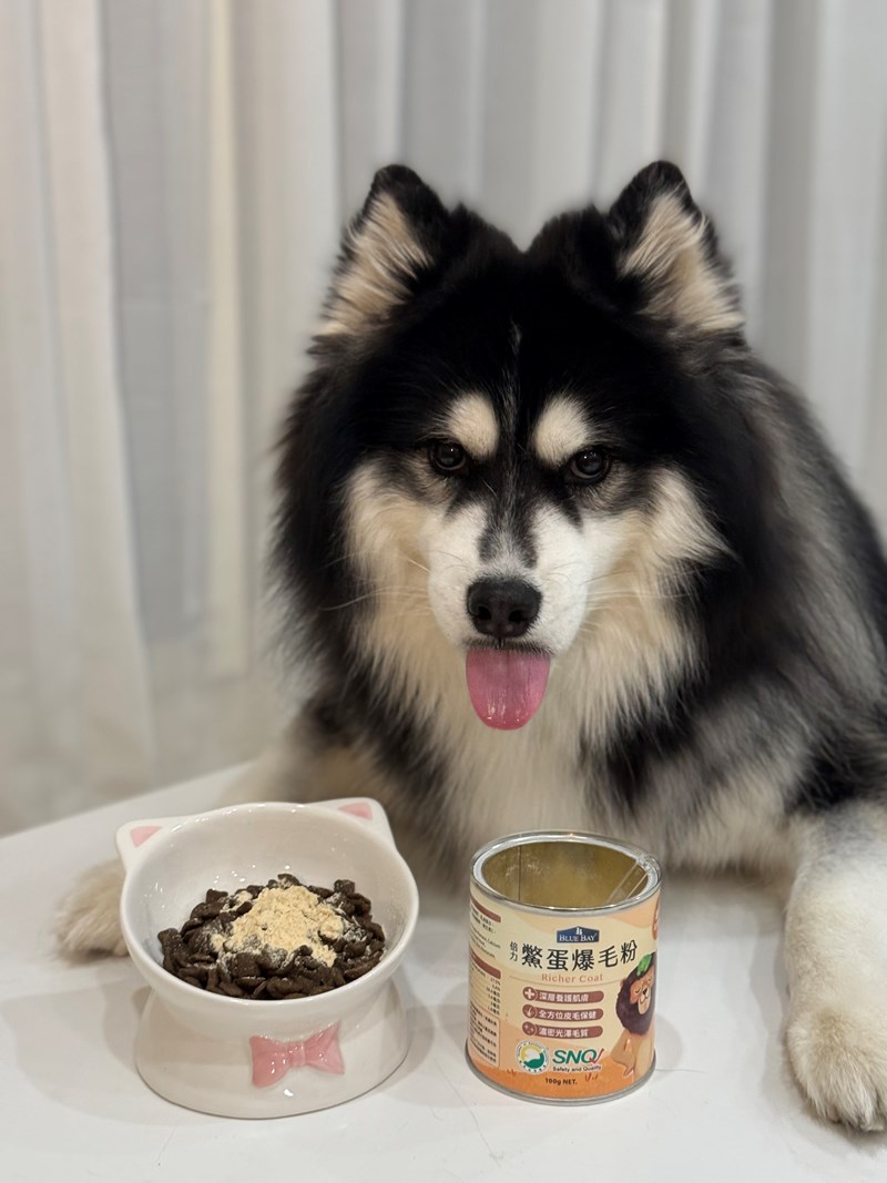 女人知己試用大隊,口碑行銷,部落客行銷,bluebay倍力鱉蛋爆毛養膚粉,倍力鱉蛋粉,鱉蛋粉推薦,養毛粉,換季掉毛,爆毛滑順,皮毛搔癢,鱉蛋粉皮膚,老狗鱉蛋粉,貓咪鱉蛋粉,搔抓,貓皮膚病/貓癬,皮膚保健,皮毛保健