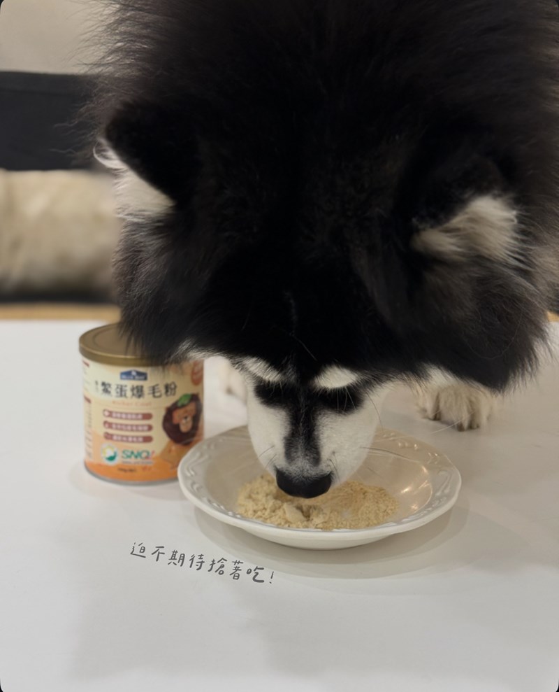 女人知己試用大隊,口碑行銷,部落客行銷,bluebay倍力鱉蛋爆毛養膚粉,倍力鱉蛋粉,鱉蛋粉推薦,養毛粉,換季掉毛,爆毛滑順,皮毛搔癢,鱉蛋粉皮膚,老狗鱉蛋粉,貓咪鱉蛋粉,搔抓,貓皮膚病/貓癬,皮膚保健,皮毛保健