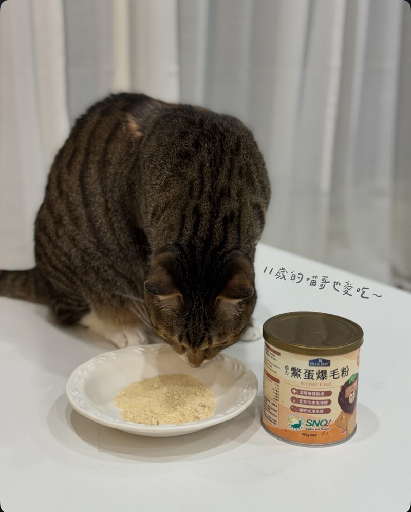 女人知己試用大隊,口碑行銷,部落客行銷,bluebay倍力鱉蛋爆毛養膚粉,倍力鱉蛋粉,鱉蛋粉推薦,養毛粉,換季掉毛,爆毛滑順,皮毛搔癢,鱉蛋粉皮膚,老狗鱉蛋粉,貓咪鱉蛋粉,搔抓,貓皮膚病/貓癬,皮膚保健,皮毛保健