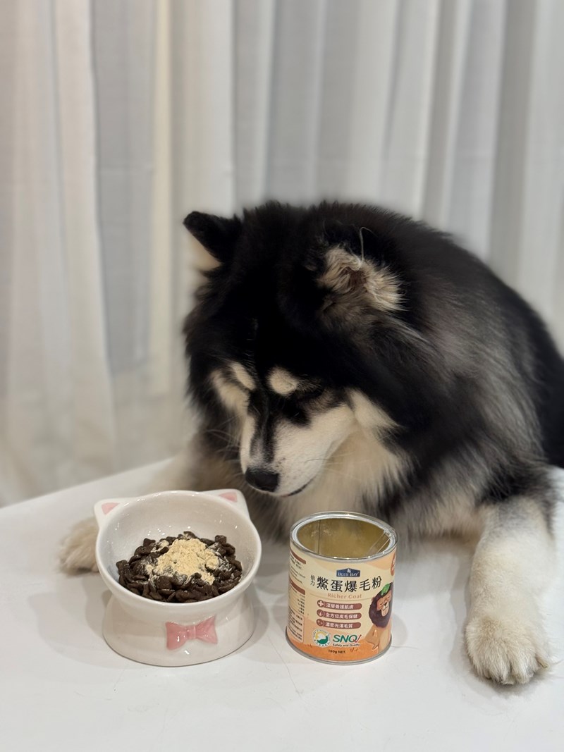 女人知己試用大隊,口碑行銷,部落客行銷,bluebay倍力鱉蛋爆毛養膚粉,倍力鱉蛋粉,鱉蛋粉推薦,養毛粉,換季掉毛,爆毛滑順,皮毛搔癢,鱉蛋粉皮膚,老狗鱉蛋粉,貓咪鱉蛋粉,搔抓,貓皮膚病/貓癬,皮膚保健,皮毛保健