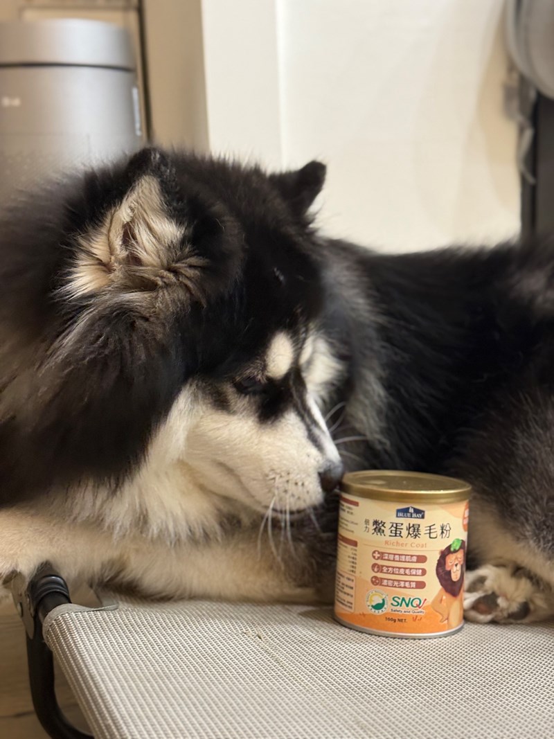 女人知己試用大隊,口碑行銷,部落客行銷,bluebay倍力鱉蛋爆毛養膚粉,倍力鱉蛋粉,鱉蛋粉推薦,養毛粉,換季掉毛,爆毛滑順,皮毛搔癢,鱉蛋粉皮膚,老狗鱉蛋粉,貓咪鱉蛋粉,搔抓,貓皮膚病/貓癬,皮膚保健,皮毛保健