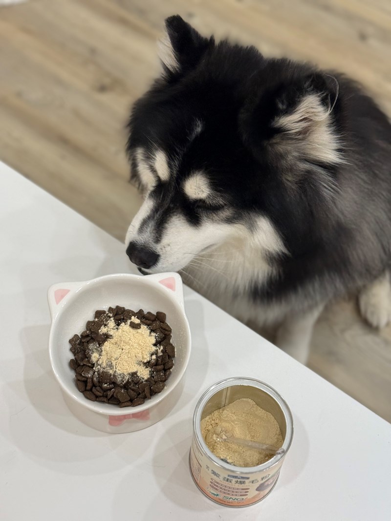 女人知己試用大隊,口碑行銷,部落客行銷,bluebay倍力鱉蛋爆毛養膚粉,倍力鱉蛋粉,鱉蛋粉推薦,養毛粉,換季掉毛,爆毛滑順,皮毛搔癢,鱉蛋粉皮膚,老狗鱉蛋粉,貓咪鱉蛋粉,搔抓,貓皮膚病/貓癬,皮膚保健,皮毛保健