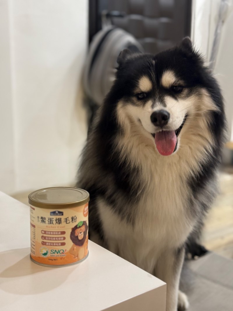 女人知己試用大隊,口碑行銷,部落客行銷,bluebay倍力鱉蛋爆毛養膚粉,倍力鱉蛋粉,鱉蛋粉推薦,養毛粉,換季掉毛,爆毛滑順,皮毛搔癢,鱉蛋粉皮膚,老狗鱉蛋粉,貓咪鱉蛋粉,搔抓,貓皮膚病/貓癬,皮膚保健,皮毛保健