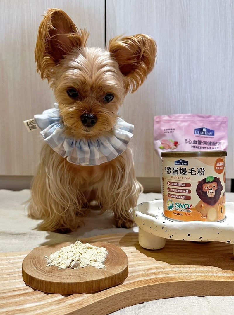 女人知己試用大隊,口碑行銷,部落客行銷,bluebay倍力鱉蛋爆毛養膚粉,倍力鱉蛋粉,鱉蛋粉推薦,養毛粉,換季掉毛,爆毛滑順,皮毛搔癢,鱉蛋粉皮膚,老狗鱉蛋粉,貓咪鱉蛋粉,搔抓,貓皮膚病/貓癬,皮膚保健,皮毛保健