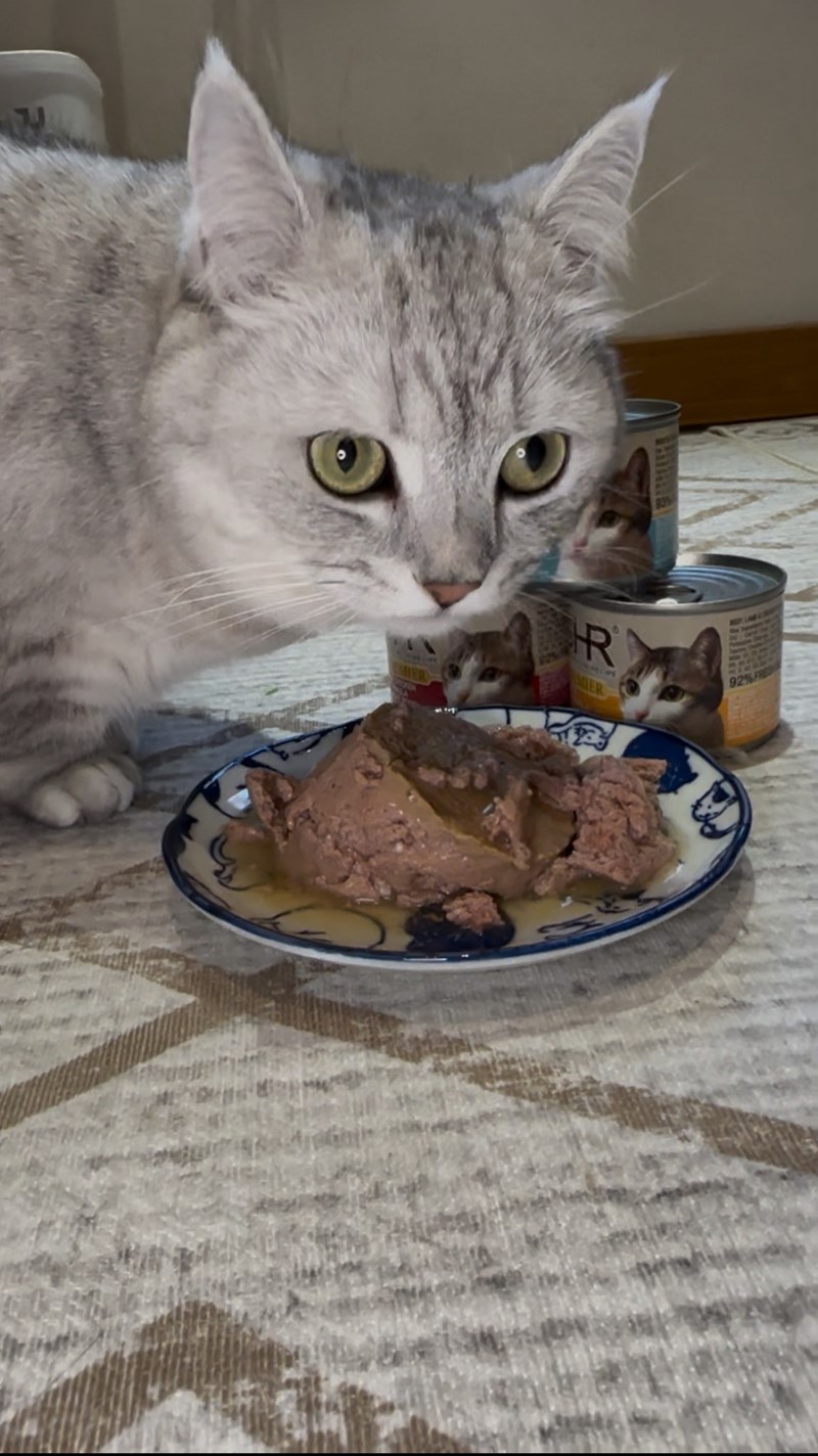 女人知己試用大隊,口碑行銷,部落客行銷,來自純淨自然無汙染的紐西蘭,自然主食罐,GHR 健康主義,GHR,貓用主食罐,貓罐,GHR貓用無穀主食罐,雞肉蔓越莓配方,鹿肉雞肉配方,牛羊加雞配方,刷尾負鼠肉雞肉配方,評價,口碑,適口性佳,心得,紐西蘭GHR,罐頭,貓咪,牛磺酸,軟骨素,維生素關節保健