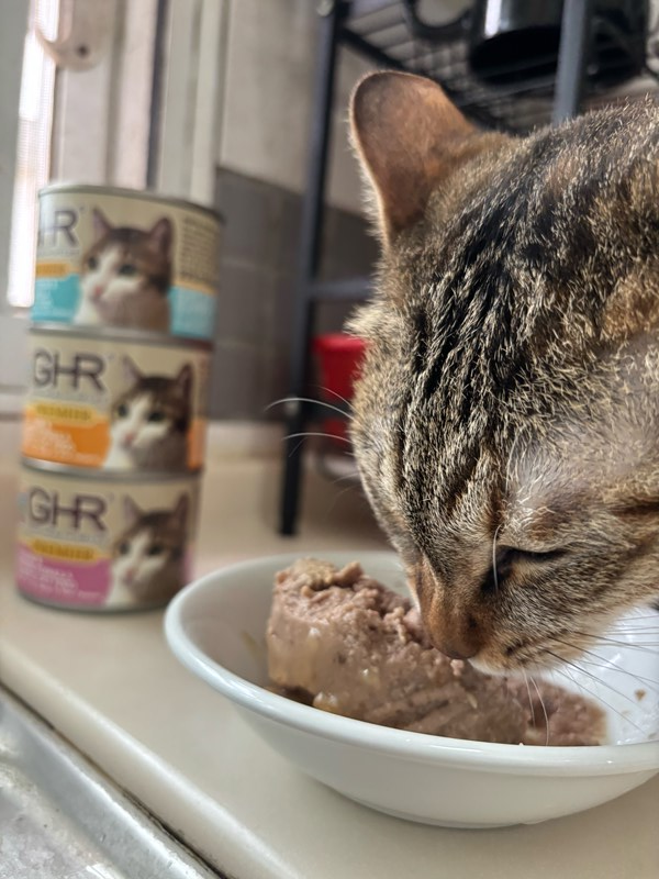 女人知己試用大隊,口碑行銷,部落客行銷,來自純淨自然無汙染的紐西蘭,自然主食罐,GHR 健康主義,GHR,貓用主食罐,貓罐,GHR貓用無穀主食罐,雞肉蔓越莓配方,鹿肉雞肉配方,牛羊加雞配方,刷尾負鼠肉雞肉配方,評價,口碑,適口性佳,心得,紐西蘭GHR,罐頭,貓咪,牛磺酸,軟骨素,維生素關節保健