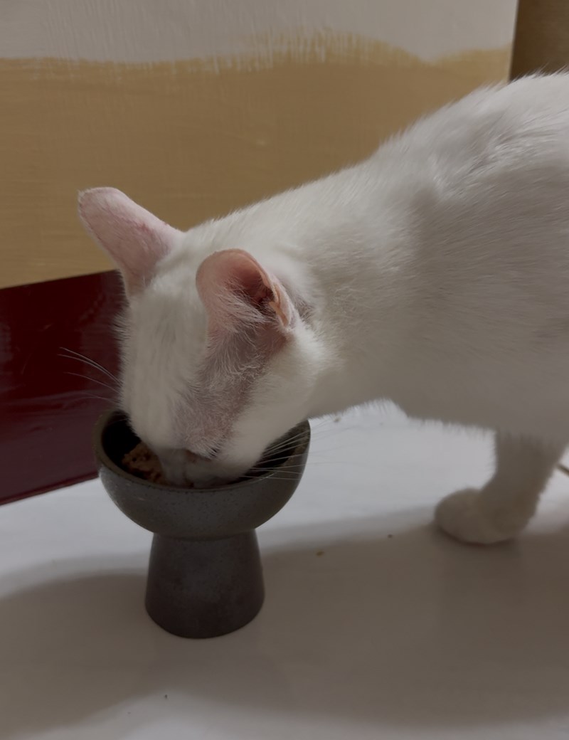 女人知己試用大隊,口碑行銷,部落客行銷,來自純淨自然無汙染的紐西蘭,自然主食罐,GHR 健康主義,GHR,貓用主食罐,貓罐,GHR貓用無穀主食罐,雞肉蔓越莓配方,鹿肉雞肉配方,牛羊加雞配方,刷尾負鼠肉雞肉配方,評價,口碑,適口性佳,心得,紐西蘭GHR,罐頭,貓咪,牛磺酸,軟骨素,維生素關節保健