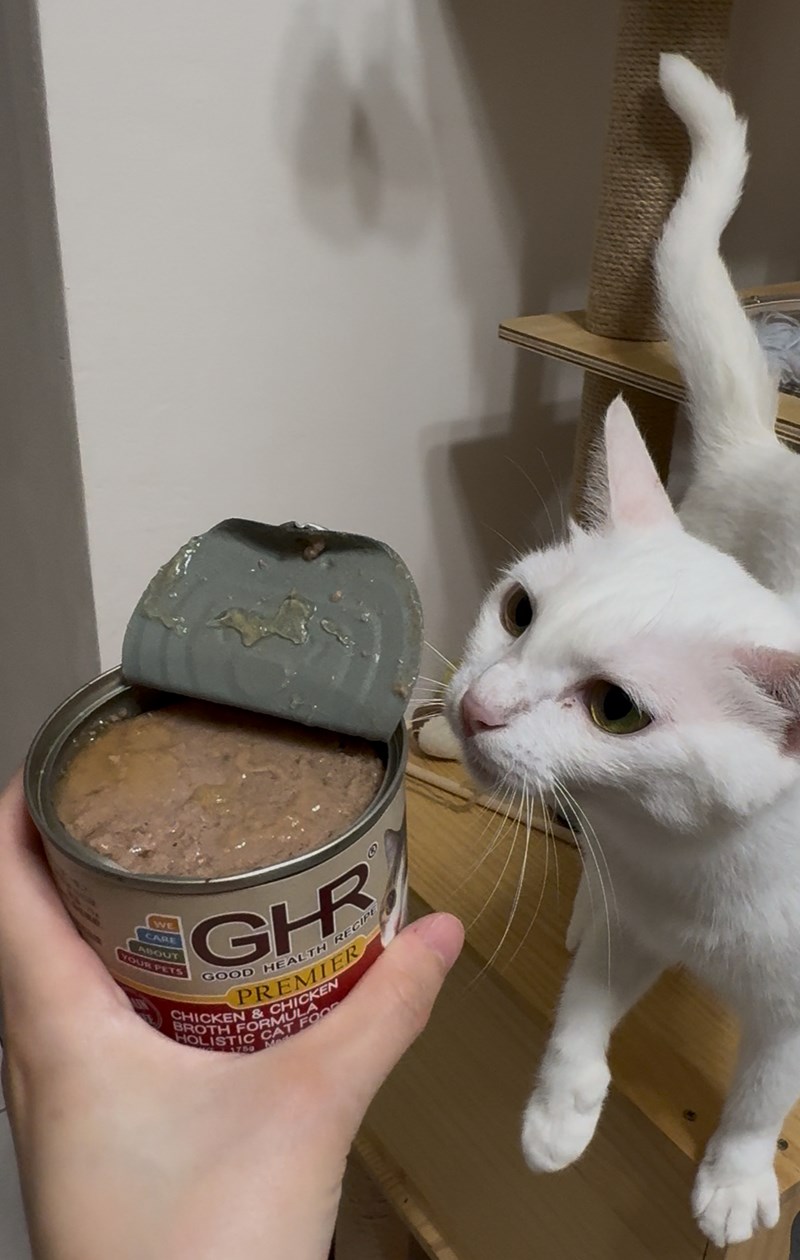 女人知己試用大隊,口碑行銷,部落客行銷,來自純淨自然無汙染的紐西蘭,自然主食罐,GHR 健康主義,GHR,貓用主食罐,貓罐,GHR貓用無穀主食罐,雞肉蔓越莓配方,鹿肉雞肉配方,牛羊加雞配方,刷尾負鼠肉雞肉配方,評價,口碑,適口性佳,心得,紐西蘭GHR,罐頭,貓咪,牛磺酸,軟骨素,維生素關節保健