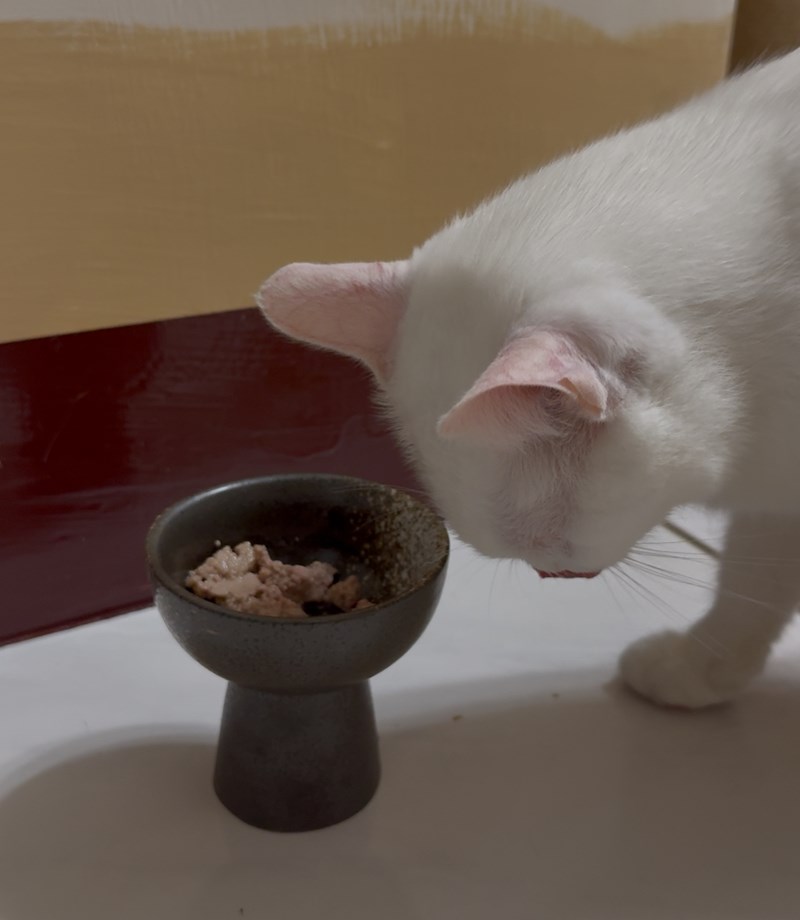 女人知己試用大隊,口碑行銷,部落客行銷,來自純淨自然無汙染的紐西蘭,自然主食罐,GHR 健康主義,GHR,貓用主食罐,貓罐,GHR貓用無穀主食罐,雞肉蔓越莓配方,鹿肉雞肉配方,牛羊加雞配方,刷尾負鼠肉雞肉配方,評價,口碑,適口性佳,心得,紐西蘭GHR,罐頭,貓咪,牛磺酸,軟骨素,維生素關節保健