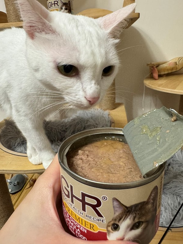 女人知己試用大隊,口碑行銷,部落客行銷,來自純淨自然無汙染的紐西蘭,自然主食罐,GHR 健康主義,GHR,貓用主食罐,貓罐,GHR貓用無穀主食罐,雞肉蔓越莓配方,鹿肉雞肉配方,牛羊加雞配方,刷尾負鼠肉雞肉配方,評價,口碑,適口性佳,心得,紐西蘭GHR,罐頭,貓咪,牛磺酸,軟骨素,維生素關節保健