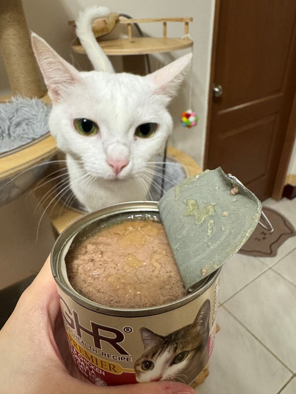 女人知己試用大隊,口碑行銷,部落客行銷,來自純淨自然無汙染的紐西蘭,自然主食罐,GHR 健康主義,GHR,貓用主食罐,貓罐,GHR貓用無穀主食罐,雞肉蔓越莓配方,鹿肉雞肉配方,牛羊加雞配方,刷尾負鼠肉雞肉配方,評價,口碑,適口性佳,心得,紐西蘭GHR,罐頭,貓咪,牛磺酸,軟骨素,維生素關節保健