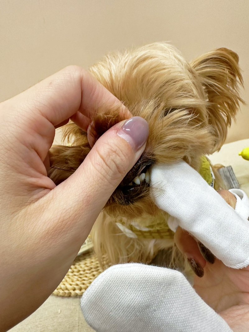 《歸毛家族》毛小孩嘴巴不臭臭的秘密武器,寵物一口好牙組使用下 試用