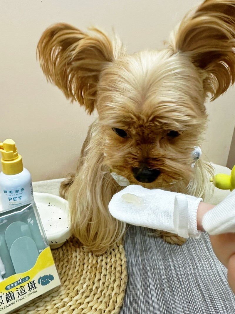 《歸毛家族》毛小孩嘴巴不臭臭的秘密武器,寵物一口好牙組使用下 試用