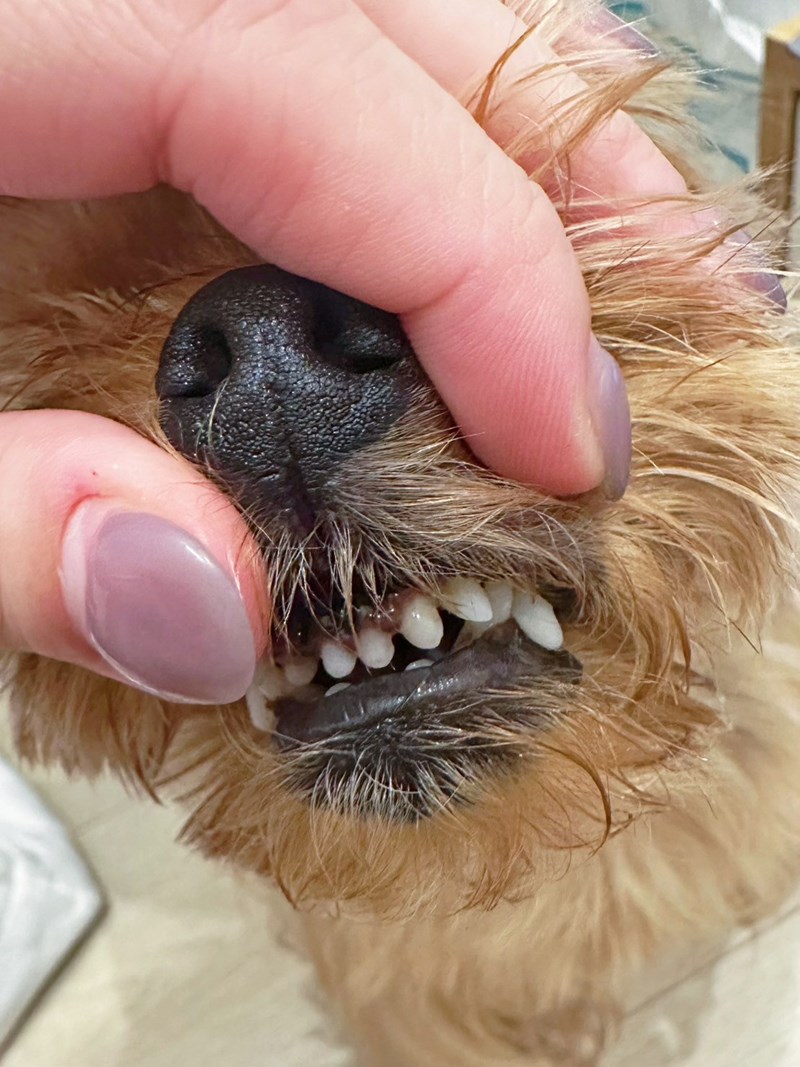 《歸毛家族》毛小孩嘴巴不臭臭的秘密武器,寵物一口好牙組使用下 試用