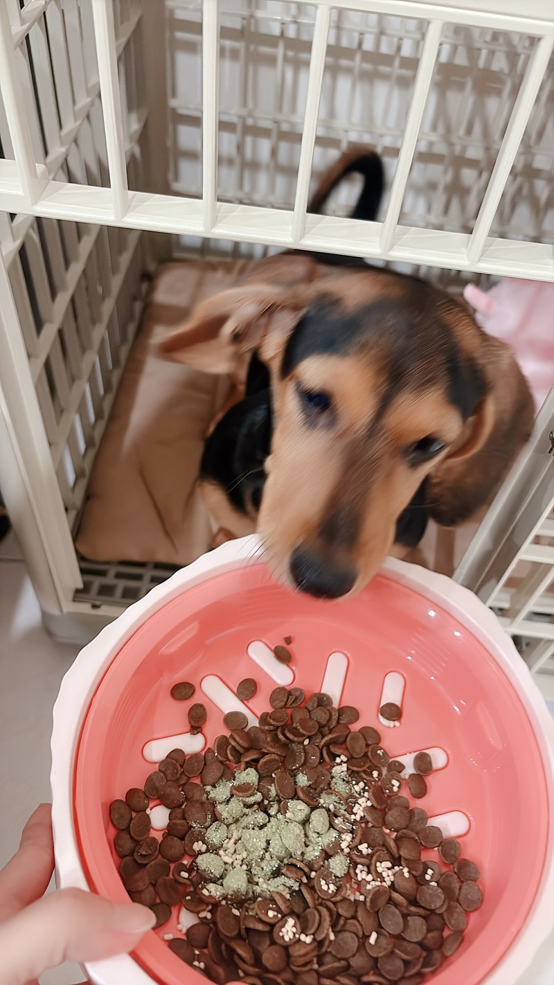 女人知己試用大隊,口碑行銷,部落客行銷,Goodmofamily歸毛家族 Good寶系列寵物保健品,歸毛家族Good寶系列寵物保健品,美膚寶,免疫寶,專利雙效益菌累積達140項認證,法國初乳蛋白,美國專利魚油粉,針對五臟六腑全面打底,維持免疫力,維持抵抗力,專利水溶蝦紅素,抗氧化之王,無毒養殖去殼鱉蛋粉,富含卵磷脂,好吸收的小分子劑型,堅持完整複方,多項國際專利認證,專業營養師團隊