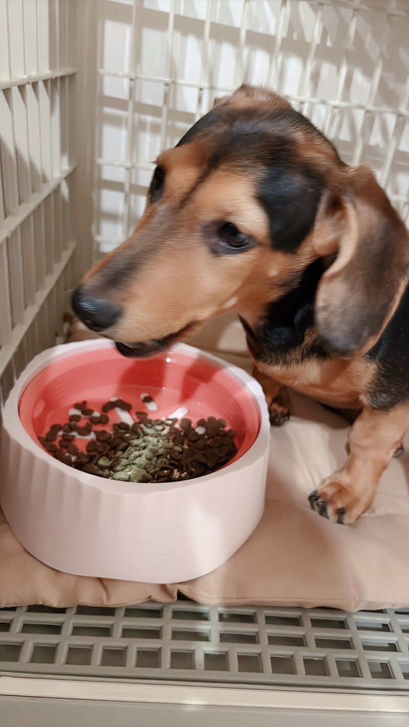 女人知己試用大隊,口碑行銷,部落客行銷,Goodmofamily歸毛家族 Good寶系列寵物保健品,歸毛家族Good寶系列寵物保健品,美膚寶,免疫寶,專利雙效益菌累積達140項認證,法國初乳蛋白,美國專利魚油粉,針對五臟六腑全面打底,維持免疫力,維持抵抗力,專利水溶蝦紅素,抗氧化之王,無毒養殖去殼鱉蛋粉,富含卵磷脂,好吸收的小分子劑型,堅持完整複方,多項國際專利認證,專業營養師團隊