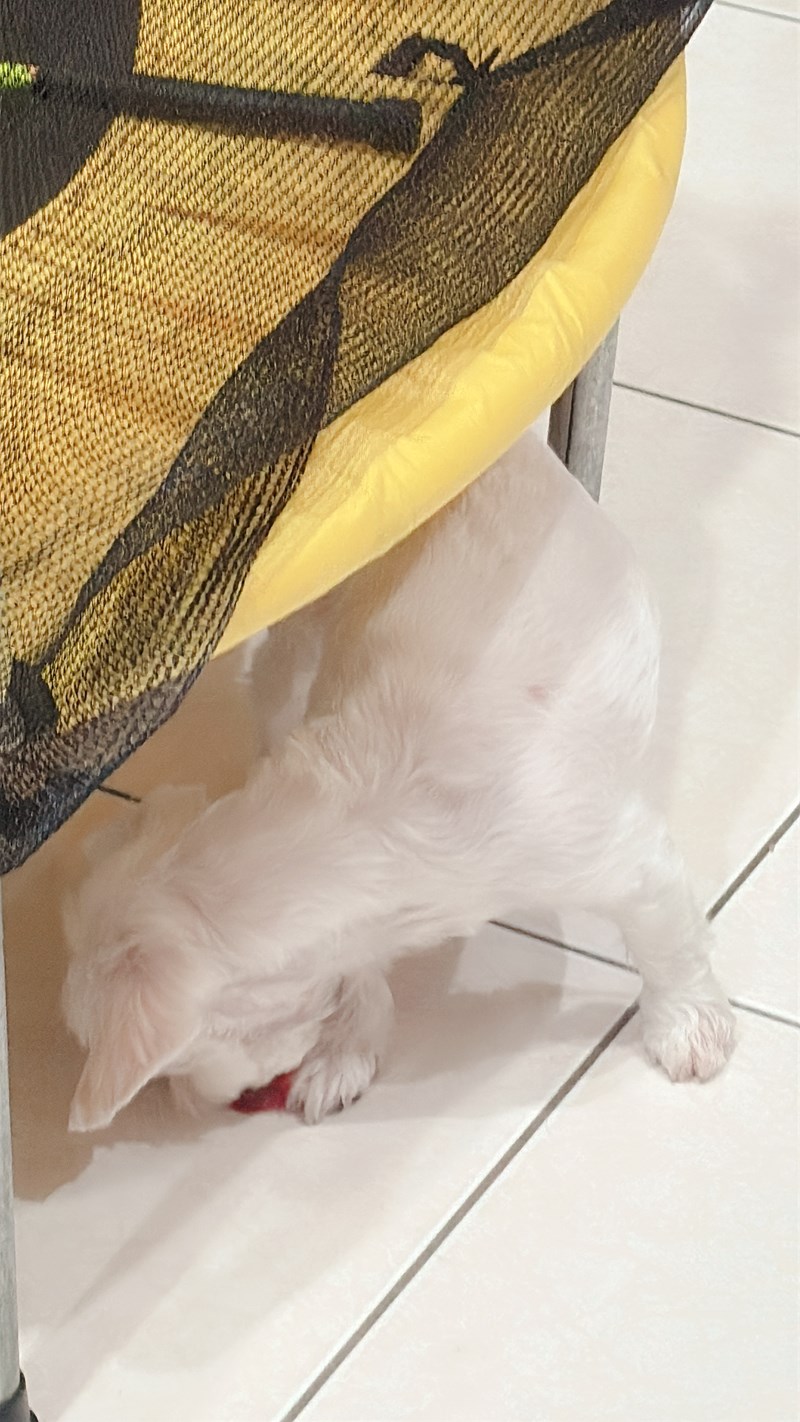 女人知己試用大隊,口碑行銷,部落客行銷,Goodmofamily歸毛家族 Good寶系列寵物保健品,歸毛家族Good寶系列寵物保健品,美膚寶,免疫寶,專利雙效益菌累積達140項認證,法國初乳蛋白,美國專利魚油粉,針對五臟六腑全面打底,維持免疫力,維持抵抗力,專利水溶蝦紅素,抗氧化之王,無毒養殖去殼鱉蛋粉,富含卵磷脂,好吸收的小分子劑型,堅持完整複方,多項國際專利認證,專業營養師團隊