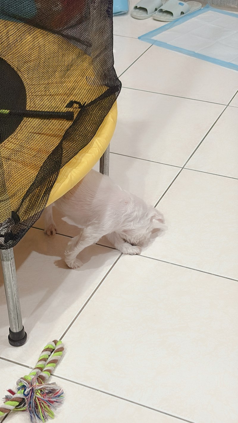 女人知己試用大隊,口碑行銷,部落客行銷,Goodmofamily歸毛家族 Good寶系列寵物保健品,歸毛家族Good寶系列寵物保健品,美膚寶,免疫寶,專利雙效益菌累積達140項認證,法國初乳蛋白,美國專利魚油粉,針對五臟六腑全面打底,維持免疫力,維持抵抗力,專利水溶蝦紅素,抗氧化之王,無毒養殖去殼鱉蛋粉,富含卵磷脂,好吸收的小分子劑型,堅持完整複方,多項國際專利認證,專業營養師團隊