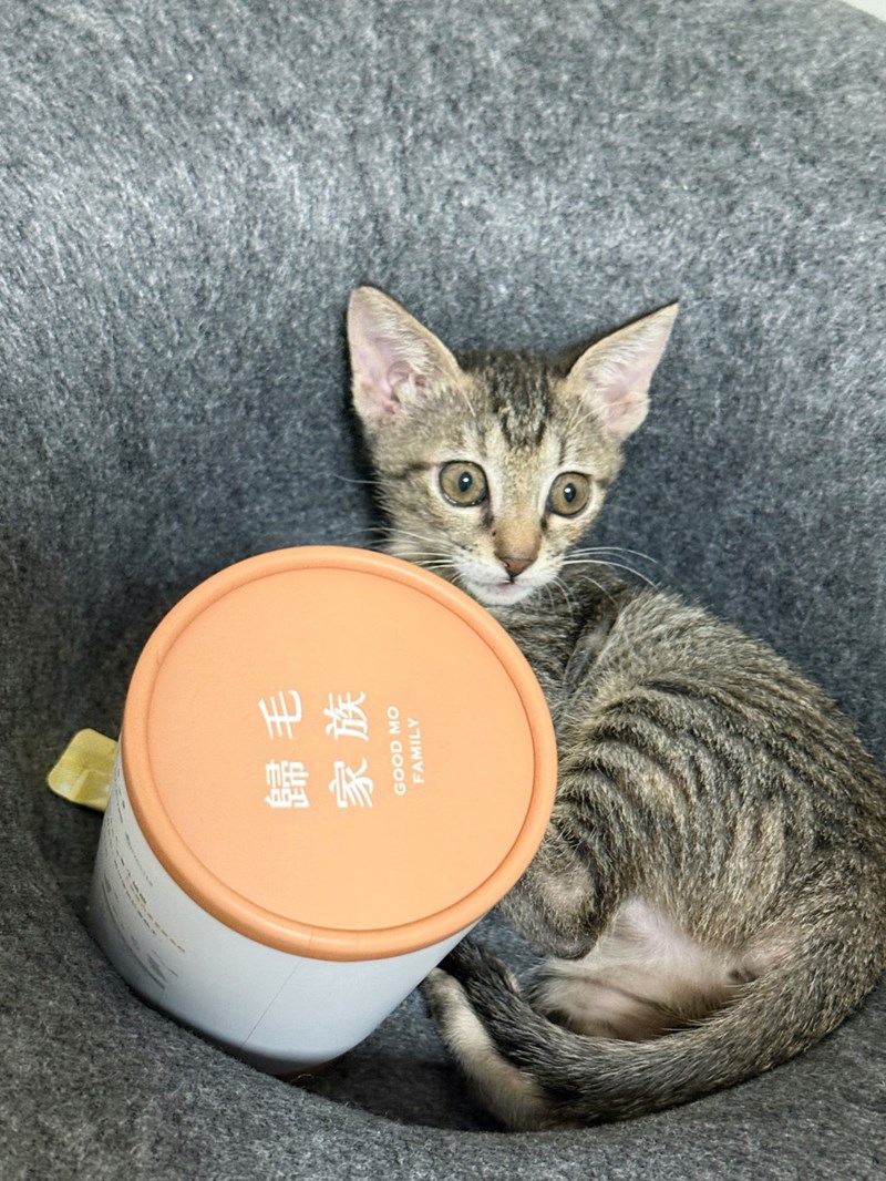 女人知己試用大隊,口碑行銷,部落客行銷,歸毛家族 Good寶寵物保健品,護心寶,視力寶,好吸收的小分子劑型,專業營養師團隊,堅持完整複方,多項國際專利認證,巴西綠蜂膠,游離型葉黃素,保持眼睛明亮,保護視力,專利蚓激酶,輔酵素Q10,幫助血液循環,心血管保健