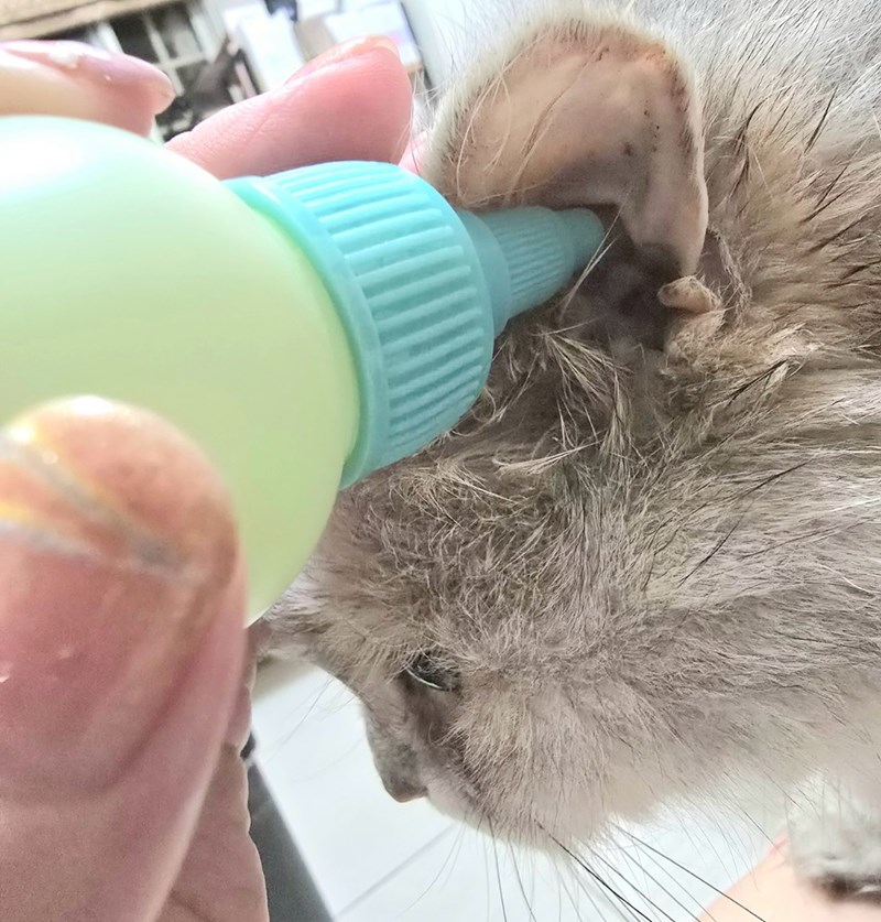 女人知己試用大隊,口碑行銷,部落客行銷,歸毛家族,歸毛家族萌耳液,歸毛家族萌耳靈,Goodmofamily歸毛家族 寵物萌耳保衛組,歸毛家族 萌耳保衛組,萌耳液,萌耳靈,精萃營養霜,耳道營養保護力,平衡耳道內油脂分泌,無抗生素,無類固醇,神經醯胺,歐盟有機認證成分,19種綜合胺基酸,榮獲SNQ國家認證,上萬毛爸媽見證,3週幫助耳道健康